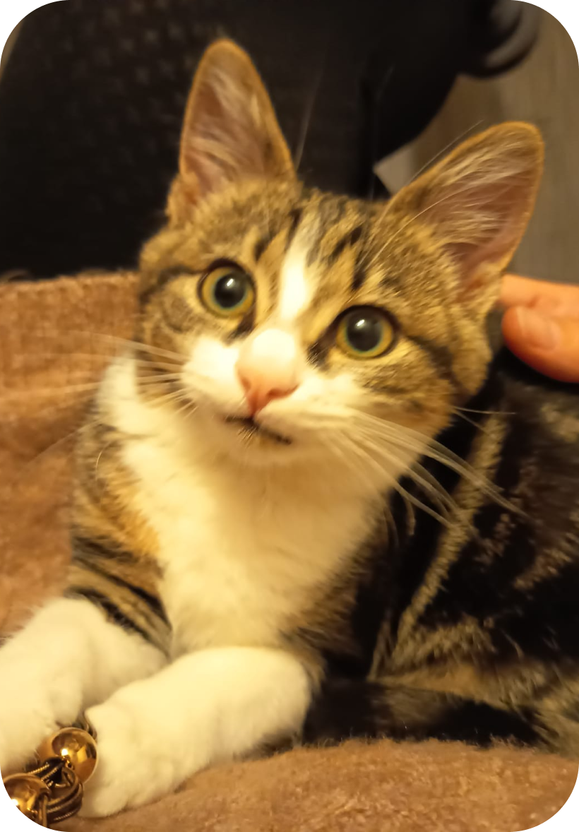 Céleste, chat du cabinet de psychomotricité